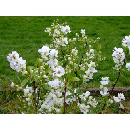 Exochorda racemosa 'Magical Springtime'