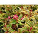 Weigela 'Moulin Rouge'® - weigelia panaché