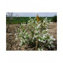 Exochorda racemosa 'Magical Springtime'