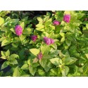 Spiraea japonica 'Little Flame' ®