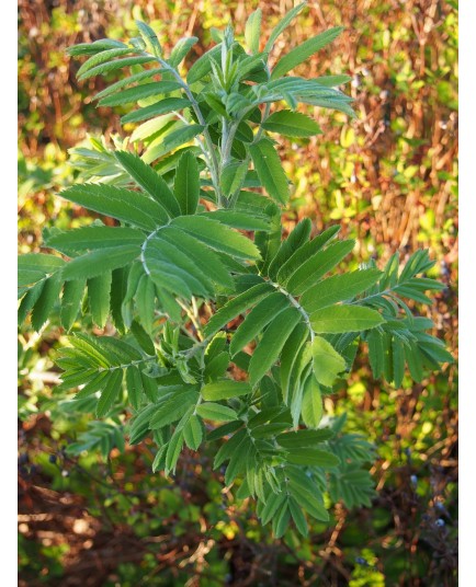 Sorbus domestica