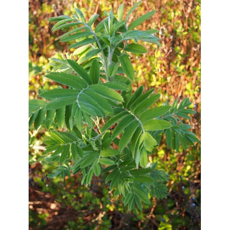 Sorbus domestica