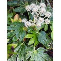 Fatsia japonica 'Spider's Web'