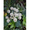 Fatsia japonica 'Spider's Web'