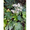 Fatsia japonica 'Spider's Web'