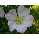 Rosa canina