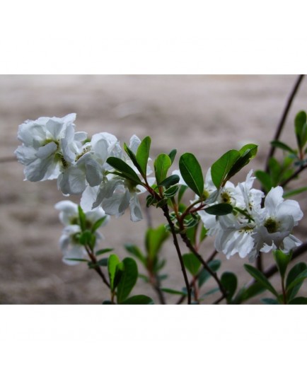 Exochorda x macrantha 'The Bride' - voiles de mariée