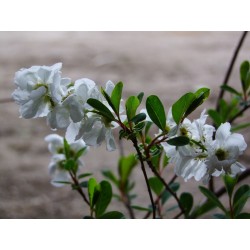 Exochorda x macrantha 'The Bride' - voiles de mariée