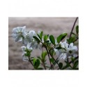 Exochorda x macrantha 'The Bride' - voiles de mariée