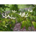 Cornus kousa