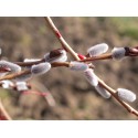 Salix purpurea 'Nancy Saunders' - Saule pourpre