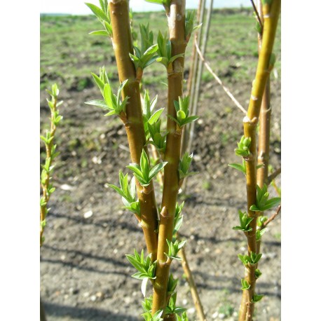 Salix triandra 'Light Franck'