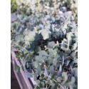 Eucalyptus pulverulentus 'Baby Blue'