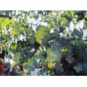 Eucalyptus pulverulentus 'Baby Blue'