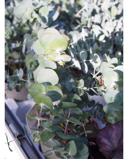 Eucalyptus pulverulentus 'Baby Blue'