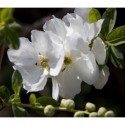 Exochorda x macrantha 'The Bride' - voiles de mariée