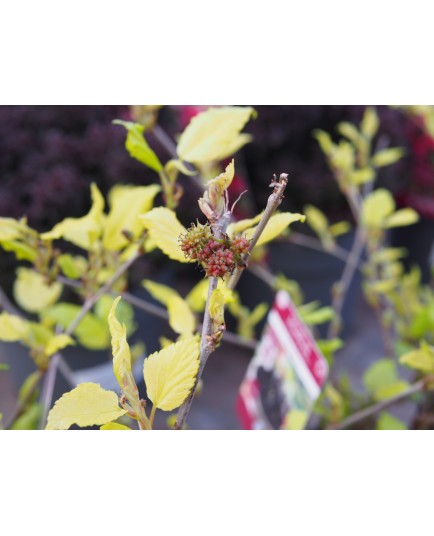 Morus indica 'Mojo Berry'®