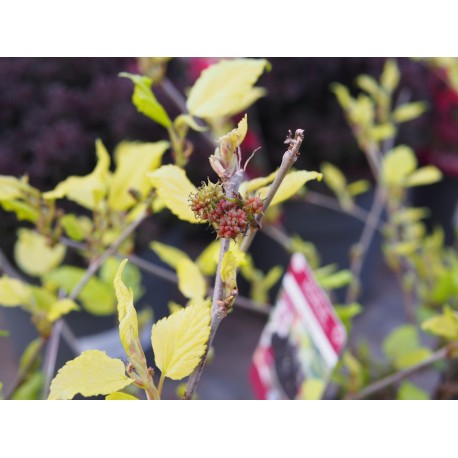 Morus indica 'Mojo Berry'®