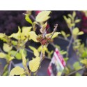 Morus indica 'Mojo Berry'®