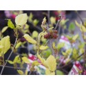 Morus indica 'Mojo Berry'®