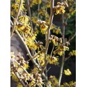 Hamamelis intermedia x 'Arnold Promise' - Noisetier Des Sorcières