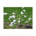 Exochorda x macrantha 'The Bride' - voiles de mariée