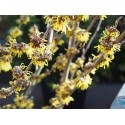 Hamamelis intermedia x 'Arnold Promise' - Noisetier Des Sorcières