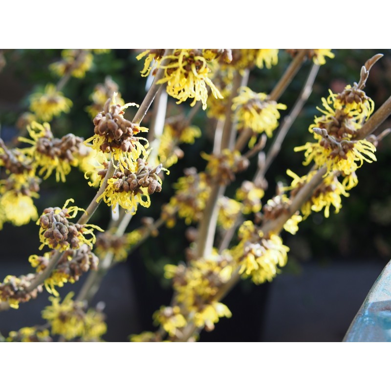 Hamamelis (x) intermedia Jelena - Noisetier de sorcière à fleurs orange