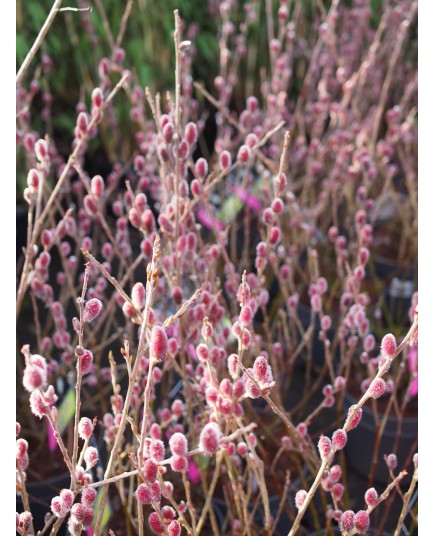 Salix chaenomeloides 'Mount Aso' -Saule à chaton géant