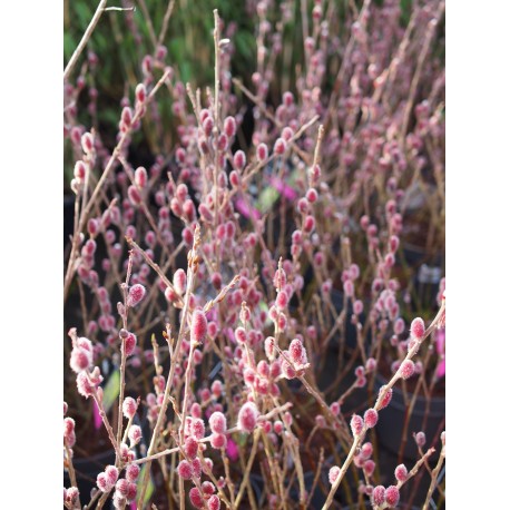 Salix chaenomeloides 'Mount Aso' -Saule à chaton géant