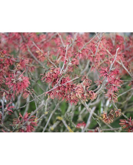 Hamamelis intermedia x 'Ruby Glow' - Noisetier Des Sorcières