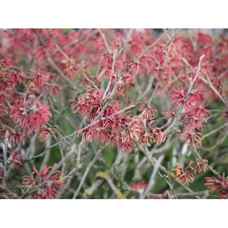 Hamamelis intermedia x 'Ruby Glow' - Noisetier Des Sorcières