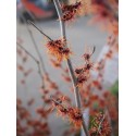 Hamamelis intermedia x 'Feuerzauber' - Noisetier Des Sorcières