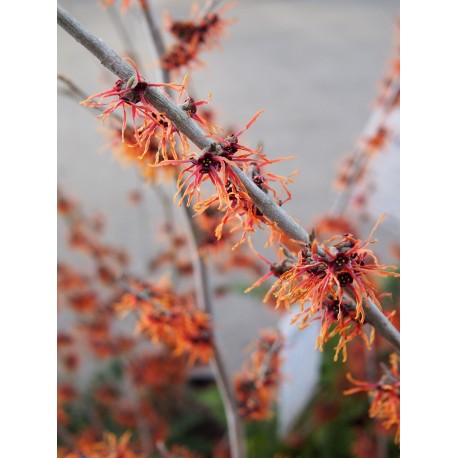 Hamamelis intermedia x 'Feuerzauber' - Noisetier Des Sorcières