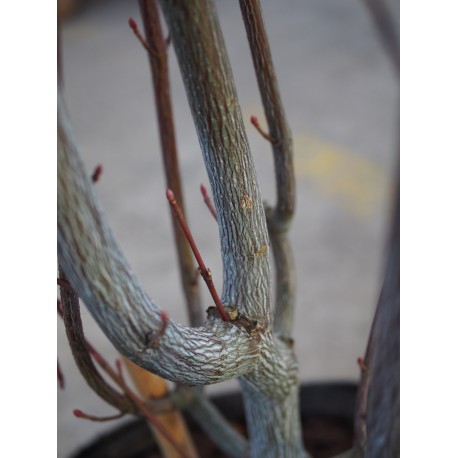 Acer rufinerve - érables à peau de serpent