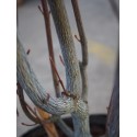 Acer rufinerve - érables à peau de serpent