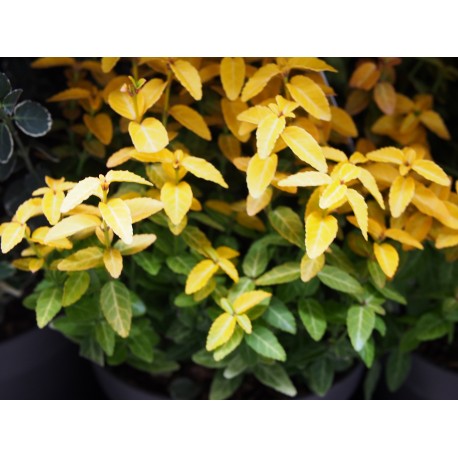 Euonymus fortunei 'Goldy'