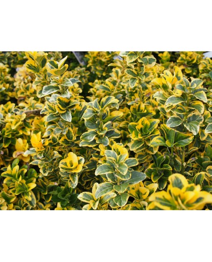 Euonymus japonicus 'Aureomarginatus' - Fusain