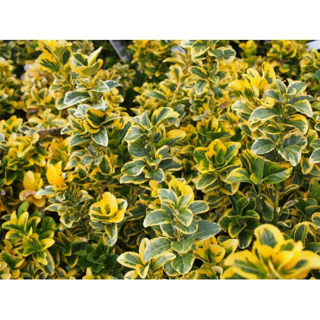 Euonymus japonicus 'Aureomarginatus' - Fusain