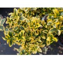 Euonymus japonicus 'Aureomarginatus' - Fusain