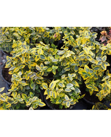 Euonymus fortunei 'Emerald'n Gold' - fusains, fusains nains dorés,