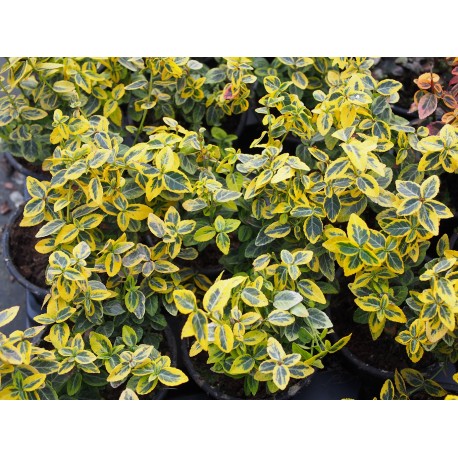 Euonymus fortunei 'Emerald'n Gold' - fusains, fusains nains dorés,