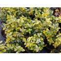 Euonymus fortunei 'Emerald'n Gold' - fusains, fusains nains dorés,