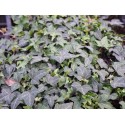 Hedera helix 'Shamrock' - Lierre