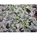 Hedera helix 'Shamrock' - Lierre