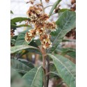 Eriobotrya japonica - Néflier du Japon