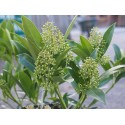 Skimmia confusa x 'Kew Green'