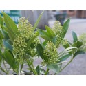 Skimmia confusa x 'Kew Green'