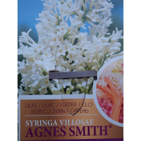 Syringa josiflexa x 'Agnès Smith'