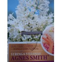Syringa josiflexa x 'Agnès Smith'